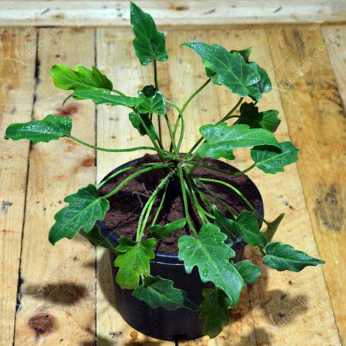 Plants Point Indoor Live Plant Rare" XANADU PALM PLANT" Green