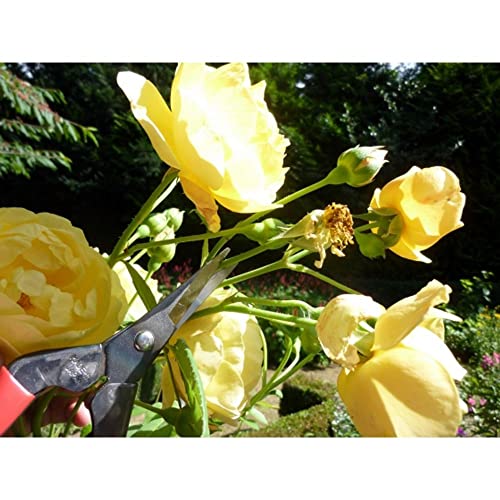 Image of Okatsune Bud Cutting Shears in Box No. 304