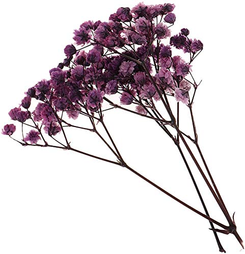 Flores y hojas secas prensadas naturales para manualidades miniatura 5