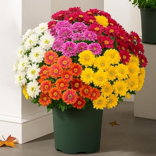 Artificial Mums for Outdoor, 10 Bundles Fake Fall Plants Flowers