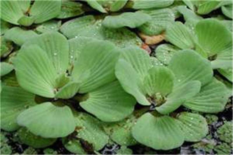 Jalkumbhi Water cabbage Pistia stratiotes Plant Water Cabbage Nile cabbage tropical duckweed water lettuce Barpuni, Takapana Jal Gobbha Gondal Jalshankhala Antarganga Daladhak Hath Pahnika Pani-image-47