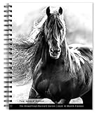The BrownTrout Portrait Series: The Noble Horse | 2026 6 x 7.75 Inch Spiral-Bound Wire-O Weekly Engagement Planner Calendar | New Image Every Week | Pets Equestrian