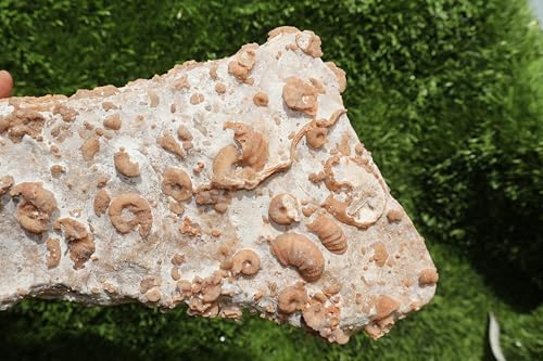 Image of Ammonites & Gastropods Plate Cretaceous Fossils Fossils from Morocco Fossil Rock ammonites Fossil from Morocco A209