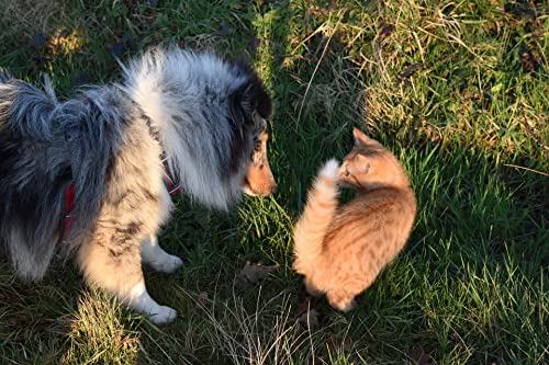 Horse-Direkt Lachsöl für Hunde, Katzen und Pferde, reines Fischöl, Barf Öl ohne Zusätze, reich an Omega-3, 6- und 9-Fettsäuren, natürliches Einzelfuttermittel, 5L Kanister – Bild 7