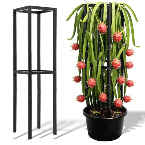 GOOOXIM 48x12 Inches Dragon Fruit Trellis for Climbing Plants - Premium Quality Metal Support Stand Weather-Resistant & Durable for Gardeners and Plant Enthusiasts