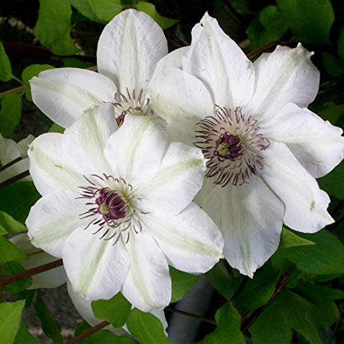 Clematis 'Miss Bateman'- Clématite 'Miss Bateman' 50-60 cm en conteneur