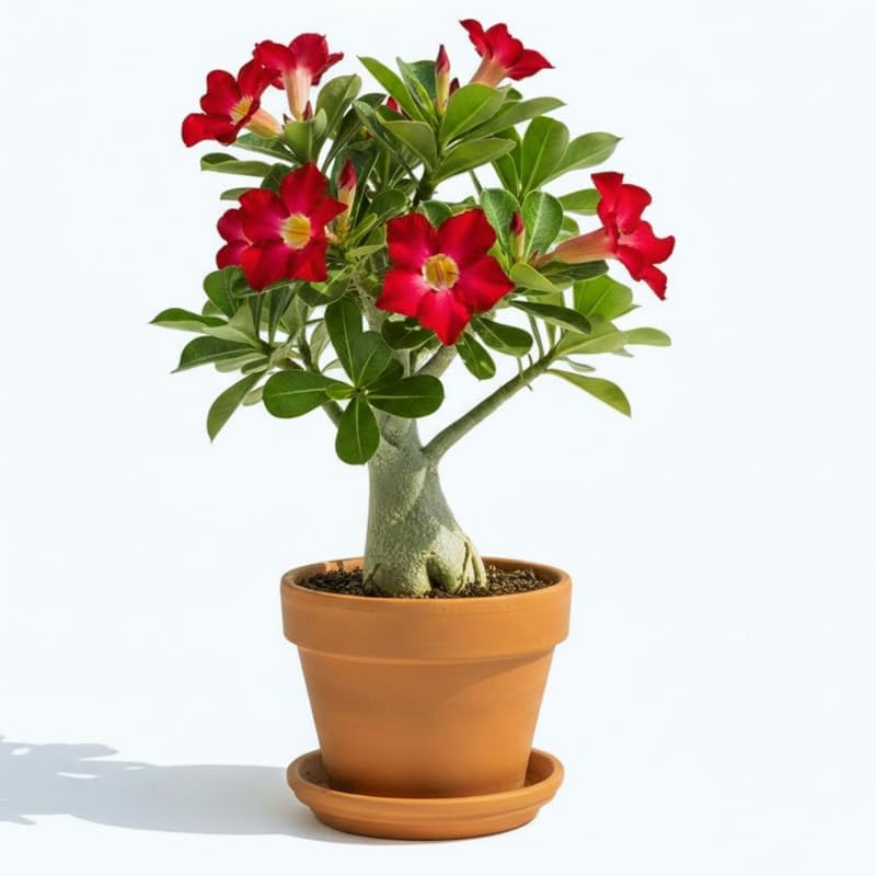 Planta de rosa roja del desierto viva, flores de rosas del desierto de Adenium, flores perennes, planta suculenta, floración vibrante, 4 a 7