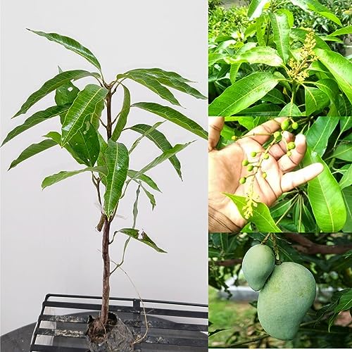Image of GOLDEN BLOOM Grafted Original Vastra /Vastara All Seasons Mango Plant Tree, Original Thai All Time Vastara Grafted MAngo Plant Height 1.5-2.5 FT