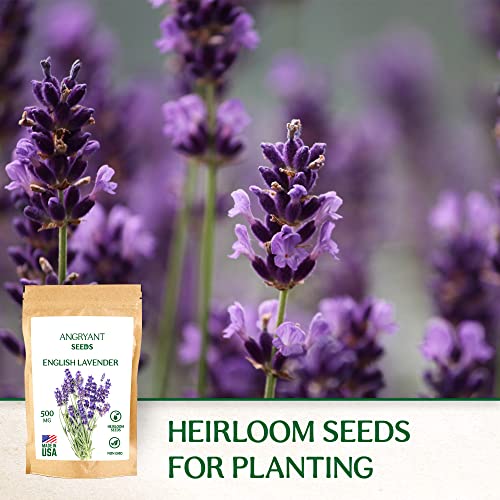Heirloom English Lavender Seeds - Suitable For Planting Indoors And Outdoors Medicinal Herb Garden - 6,000+ Non-Gmo, Untreated, And Usa Grown Seeds - Easy To Grow Perennial Violet-Purple Flowers #TOP2