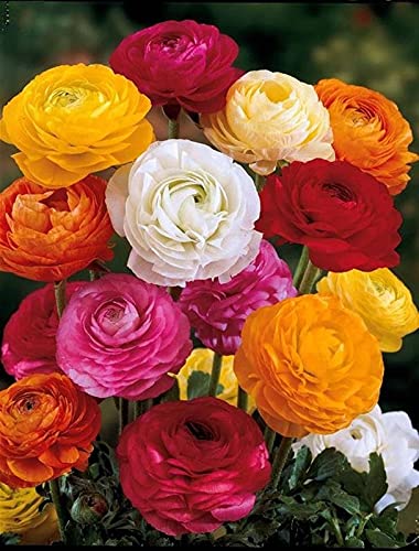 Siddhi Vinayak Gallery® Mix Ranunculus Bulbs for Garden Patio Planting Flowers Suitable for Give to Gardeners Beautiful Garden Decoration (Pack of 8 flower bulbs) (B09BC96W1R) Amazon Price History, Amazon Price Tracker