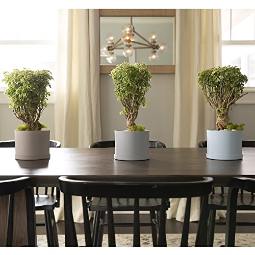 Bloem Mat0683 Mathers Planter W/Saucer Tray-6" Pebble Stone Beige Garden Plater #TOP5