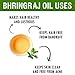 Salvia Bhringraj Oil Cosmetic Grade (30 ml / 1.01 fl oz) - Nourishing Natural Oil for Scalp & Hair Care DIY Formulations