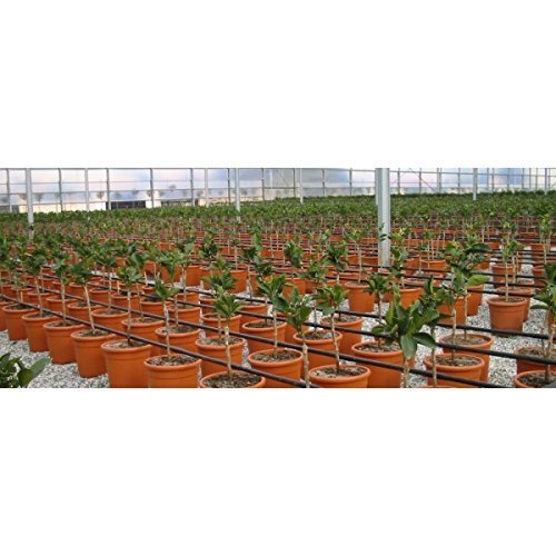 TUBERIA RIEGO POR GOTEO 16mm. GOTEROS cada 33 CM, 400 METROS, negro