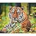Tigers WWF 2022 Wall Calendar