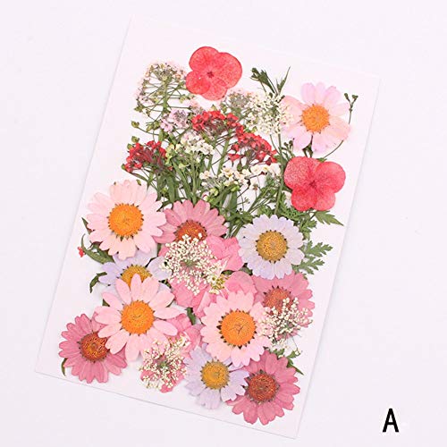 Flores secas prensadas orgánicas para decoración floral miniatura 3