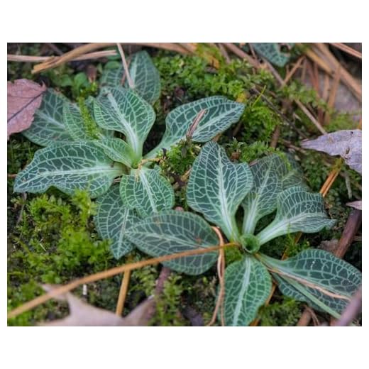 Generic 12 Rattlesnake Plantain Bare Root Plants,goodyera pubescens, green,white
