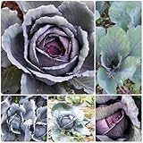 semillas de col lombarda variedad temprana - balcón resistentes interior jardín rocas 300pcs