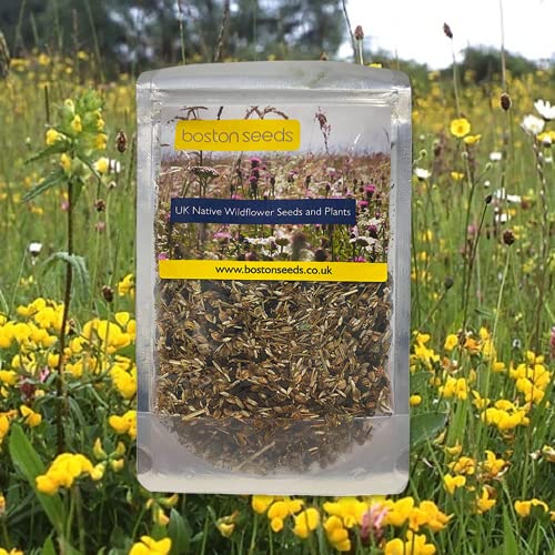 Boston Seeds Wildflower Seeds for Dry, Sandy & Loam Soils - Perennial Mix 24 Native British Wildflower Seeds Plus Grass Seeds. Wild Flower Seeds for a Diverse Meadow 80/20 (BS3M - 100g)