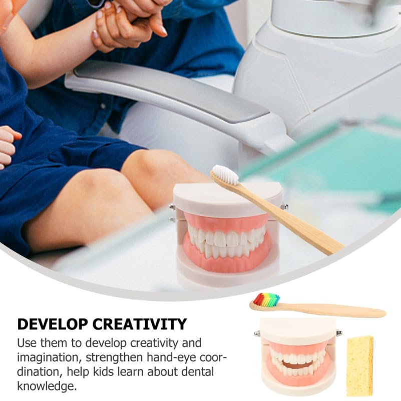 Alipis ModèLe De Dents Educatif Avec Brosse IntéGréE Et MâChoire ArticuléE Kit PéDagogique Pour Enseignement Des Soins Dentaires Enfants Outils Educatifs Dentaire