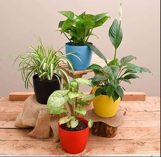 Guruji Plantation Set of 4 Plant Combo Live Plant with Pot Syngonium Plant, Money Plant,Spider Plant,Peace Lily Plant For Living Room Bedroom Office Desk Home Decoration and Gardening (B0D6L3NSVF) Amazon Price History, Amazon Price Tracker