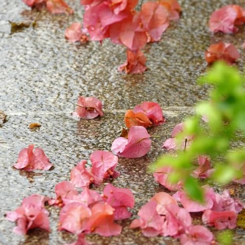 Semi di bouganville, per luoghi soleggiati autunnali resistenti rampicanti resistenti vecchie varietà semi di estivi 500pcs