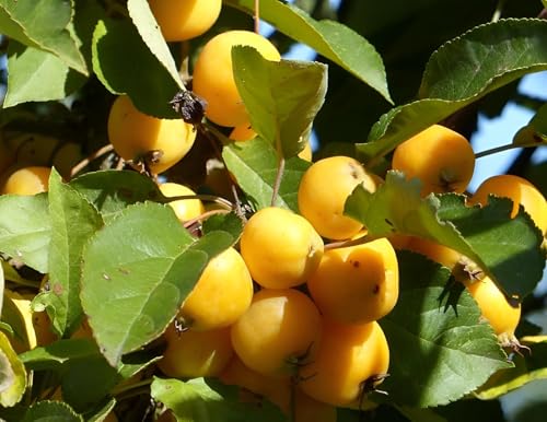 Direct Plants Malus Butterball Crab Apple Fruit Tree 6ft Tall Supplied in a Pot