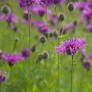 Centaurea nigra Kew Pollination Collection Common Knapweed Wildflower Hardy Perennial Cornflower Garden Flower Plant Easy to Grow Your Own 1x Seed Packet (Approx. 300 Seeds) by Thompson and Morgan