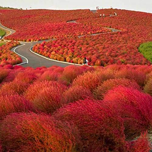 Kochia Scoparia Seeds,100Pcs Kochia Scoparia Seeds Burning Bush Plant Ornamental Grass Garden Decor - Kochia Scoparia Seeds