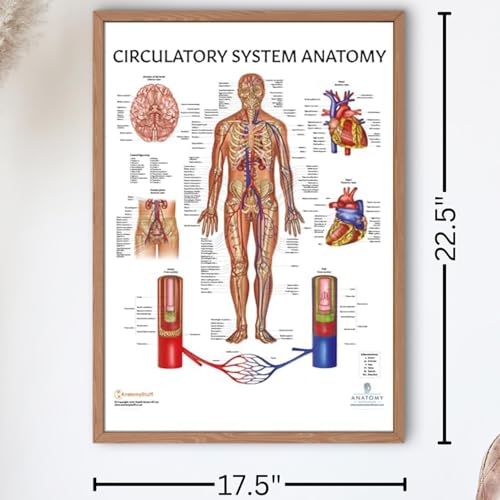 Image of Anatomy Lab Human Circulatory System Poster, LAMINATED, Anatomy and Physiology Body System Poster, 17.3 x 22.5 Inches, Circulatory System Anatomy Poster, Body System Anatomy