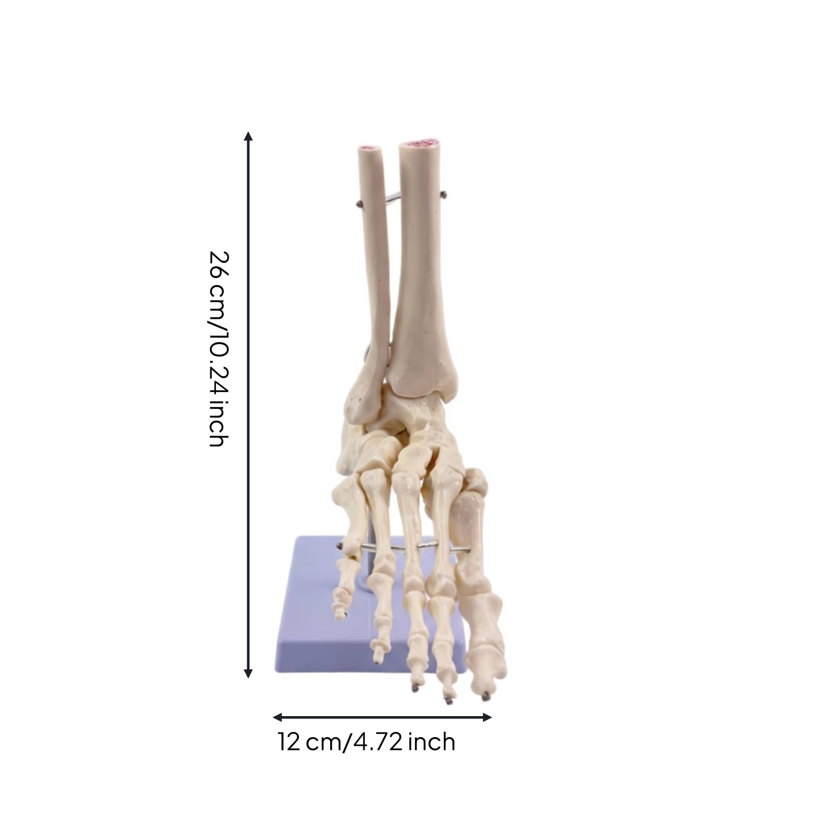 Modelo Esquelético con Soporte Flexible