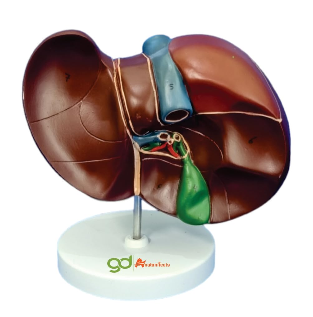 See full amazon price history chart for GD ANATOMICALS® Highly Detailed Lifesize Human Normal Liver Lobule and Gallbladder Anatomical Model for Medical Education and Demonstration, Scientific Study, Physician Training, and Healthcare Professional Use - Realistic 3D Liver and Gallbladder R GD ANATOMICALS® Highly Detailed Lifesize Human Normal Liver Lobule and Gallbladder Anatomical Model for Medical Education and Demonstration, Scientific Study, Physician Training, and Healthcare Professional Use - Realistic 3D Liver and Gallbladder R (B0CFVM5TJ9) Amazon Price History, Amazon Price Tracker