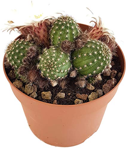 Chamaelobivia Kaktus Orange - Pflegeleichte Sukkulente Mit Wundervollen Blüten