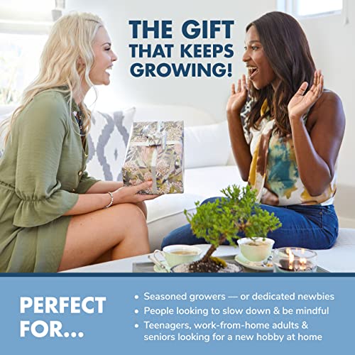 Bonsai Tree Seeds Kit - 8 Popular Varieties Of Non Gmo Mini Bonsai Trees, Bamboo Plant Markers, Wood Gift Box - Bonzie Tree Seed Starter Kits, Grow Bonzai Indoor, Fathers Day Gardening Gifts Idea #TOP3