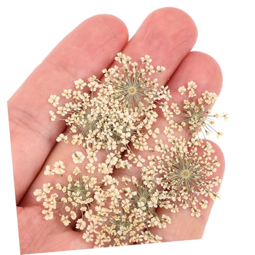 48 flores prensadas Margarita blanca para manualidades miniatura 4