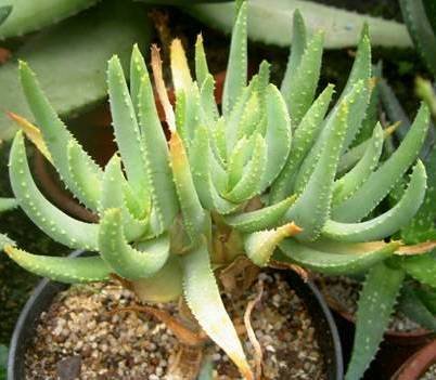 aloe tiki thai Aloe 'Tiki Tahi' – Concrete & Cacti main image 1