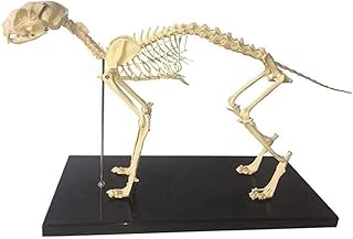 Educational Model Cat Skeleton Anatomical Model Animal Skeleton Anatomy Cat Skeleton Bone Model for Veterinary Teaching Demonstration Tool Equipment,Medical Models SaiFei