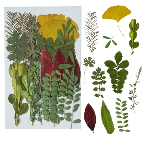 Flores y hojas prensadas secas para manualidades, pack de 35 miniatura 1