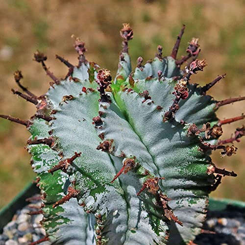 Planet Desert Euphorbia Polygona Snowflakes Cacti Cactus Succulent Real Live Plant #TOP1