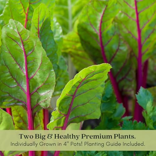 Clovers Garden Bright Lights Swiss Chard Plants - Two (2) Live Plants – Non-GMO - Not Seeds - Each 4\" to 8\" Tall – in 4\" Inch Pots -Heirloom, Frost Tolerant
