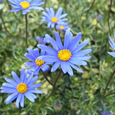 Amazon.co.jp: 斑入り ブルーデイジー 3.5号（直径10.5cm）ポット苗 1