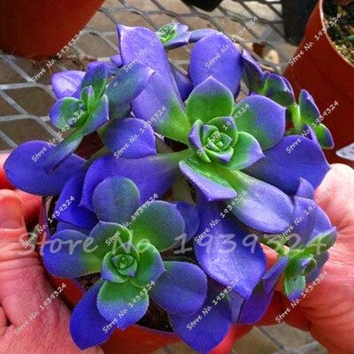Amazon | Sementes De Cactos 50個の真のサボテンの種、ミニ多肉