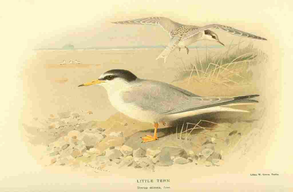 A4 Photo Thorburn Archibald 1885 Tern Little Print Poster