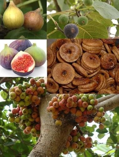 Image of All-Time12 Months Hybrid Grafted Guti Kolom Live Fruit Plant Original & Authentic Organic Tree for Outdoor Fast-Growing Fruit Plant Home Pack Of-1 (Fig Anjeer Air Layered Grafted Plant, Medium)