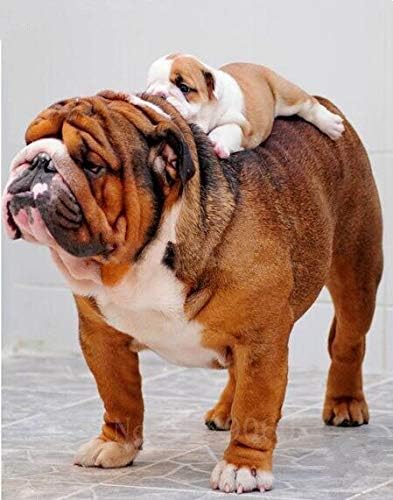 Amazon Com Kukuale 5d Diy Diamante Pintura Punto De Cruz Diamante Bordado Bulldog Perro Bebe Diamante Mosaico Patron Diamante Diamante Diamante Costura 19 7 X 27 6 In 19 6 X 27 5 In Arte Y Manualidades Amazon Com Kukuale 5d Diy Diamante Pintura Punto De Cruz Diamante Bordado Bulldog Perro Bebe Diamante Mosaico Patron Diamante Diamante Diamante Costura 19 7 X 27 6 In 19 6 X 27 5 In Arte Y Manualidades