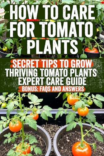 How long does tomato plant live How long does tomato plant live