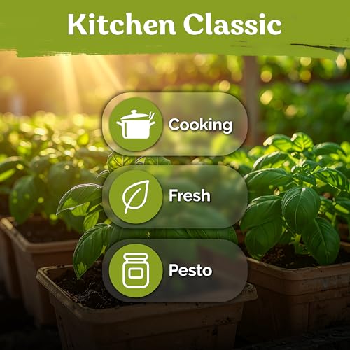 KVITER 2000 Italian Basil Seeds for Planting (Ocimum basilicum) - Sweet Genovese Basil, Heirloom & Non GMO, Classic Pesto Flavor - Herb Seeds to Plant in Containers, Outdoor & Indoor Herb Garden - Image 6