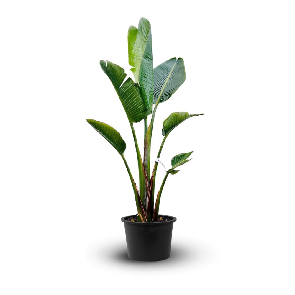 Strelitzia augusta oiseau de paradis blanc plante de 100-110 cm