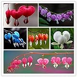 ADB Inc 7 Type 2015 HOT Sale 150pcs Heart Flower Seeds Dicentra Spectabilis Sweet Heart (Heart 01 Mix)
