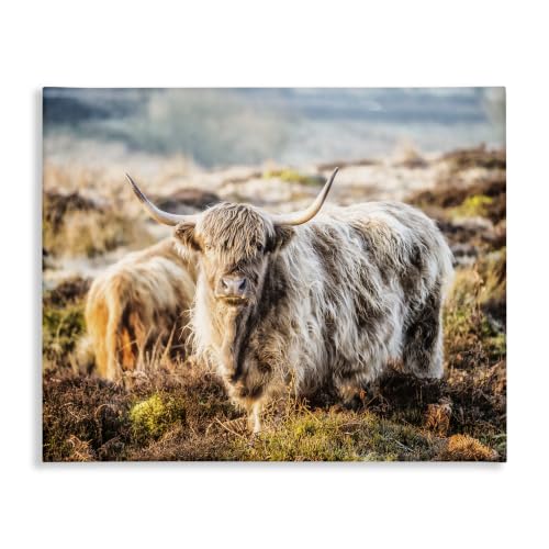 Highland Cattle Grazing Mossy, 16 x 20 Inch Canvas Wall Art