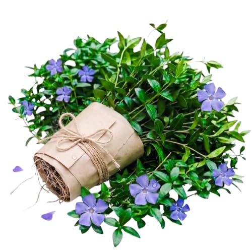 Set of 25 Vinca Minor Plants Live 6 to 8 Inches Tall Low Maintenance Periwinkle Ground Cover for Outdoor Landscaping and Garden Borders